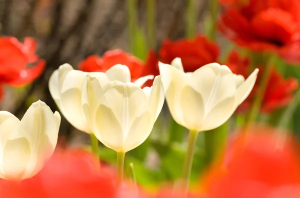 Közeli kép: három fehér tulipánok — Stock Fotó
