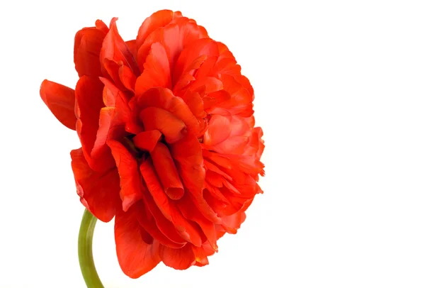 Flor. Primer plano del tulipán rojo — Foto de Stock