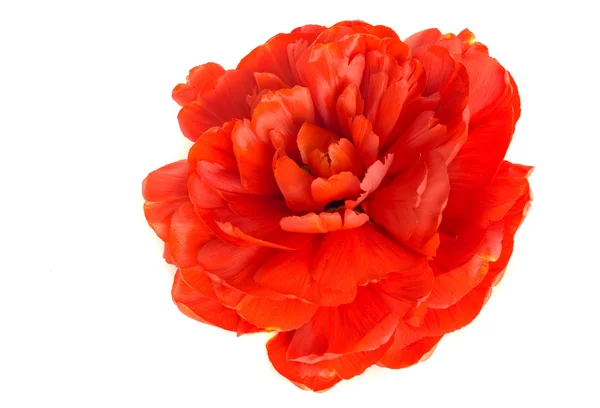 Fiore. Primo piano del bocciolo di tulipano rosso — Foto Stock
