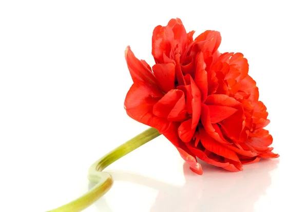 꽃입니다. 고립 된 빨간 튤립 꽃 봉 오리 — 스톡 사진