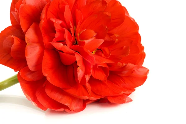Piros bud elszigetelt tulipán — Stock Fotó