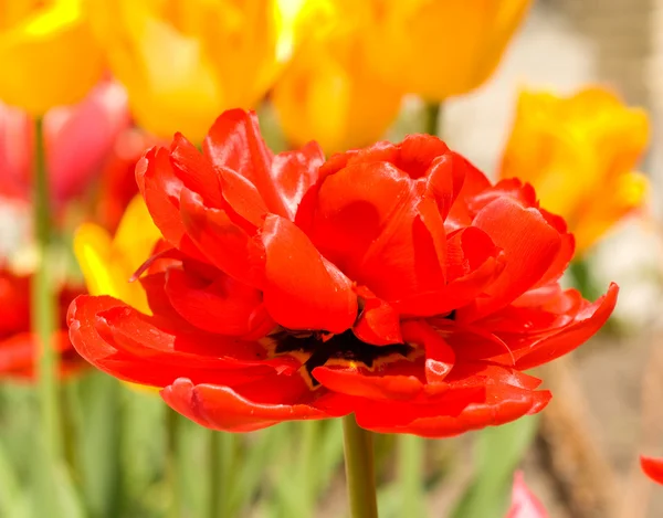 Germoglio di tulipano rosso e fiori sul backgorund — Foto Stock