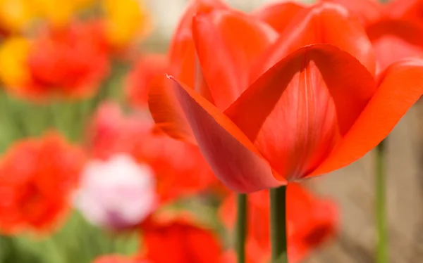 Бутон красного тюльпана в саду — стоковое фото