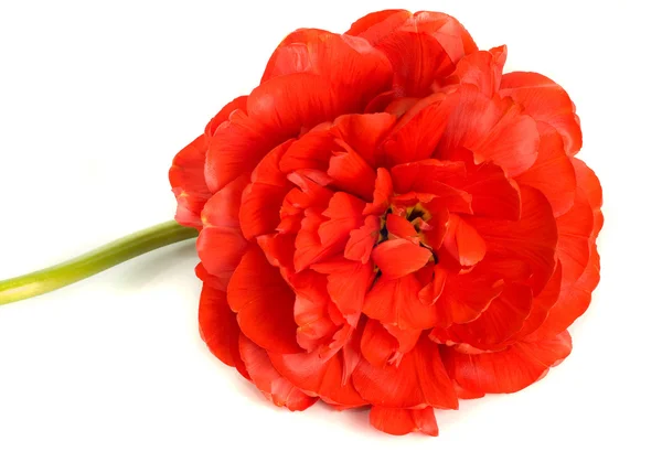 Красный бутон тюльпана изолирован на белом — стоковое фото