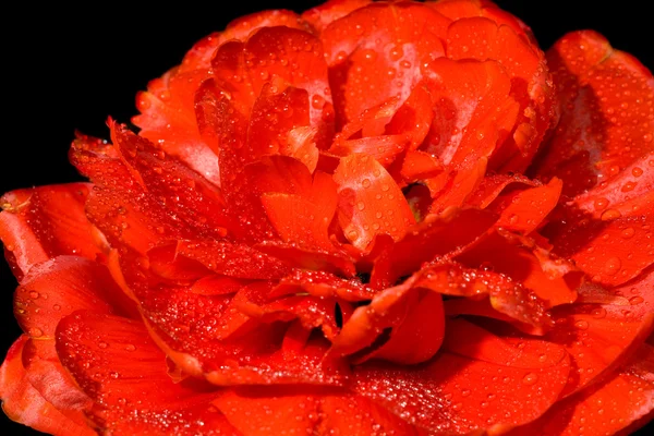 Червоний тюльпан з краплями води — стокове фото