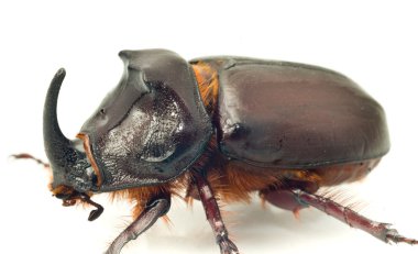 Side Macro view of rhinoceros or unicorn beetle clipart