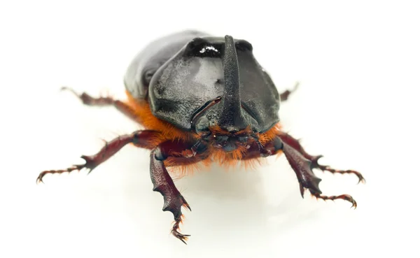 Widok przodu makro jednorożca lub nosorożec beetle — Zdjęcie stockowe