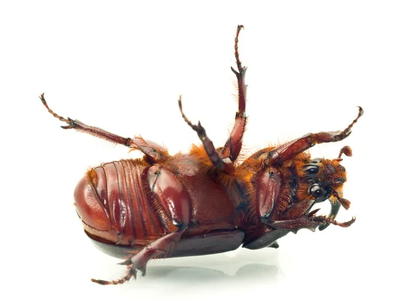 Macro Belly of rhinoceros or unicorn beetle — Stock Photo, Image