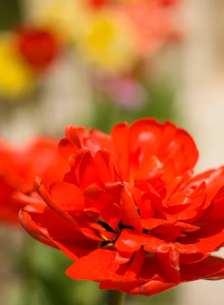 春が来ています。赤いチューリップの芽 — ストック写真