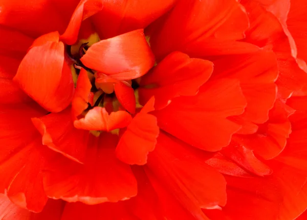 花。红色郁金香芽的宏 — 图库照片