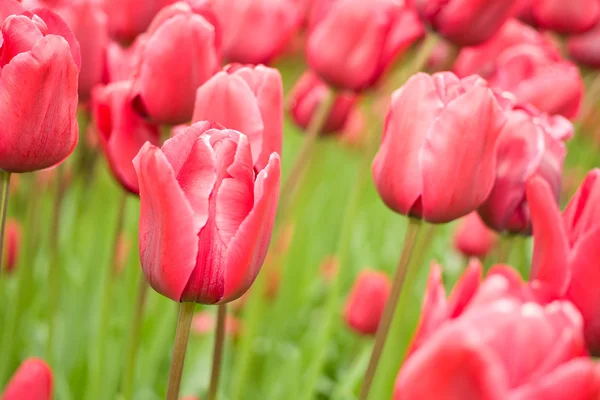 Квіти у парку Кекенхоф в Голландії — стокове фото