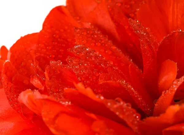 물방울 빨간 튤립 새싹 — 스톡 사진