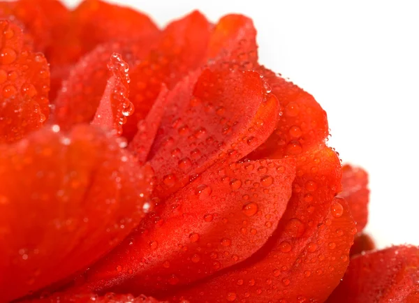 红色郁金香芽与白上水滴 — 图库照片