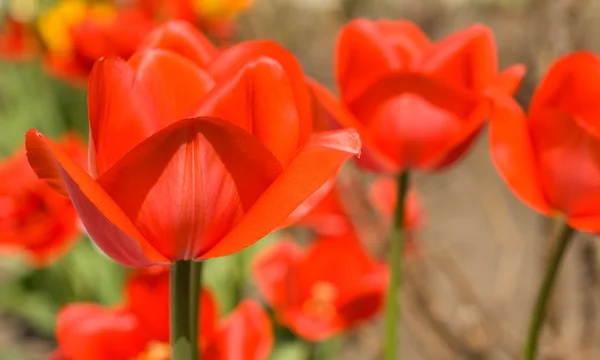 Red Tulips in the garden — Stock Photo, Image