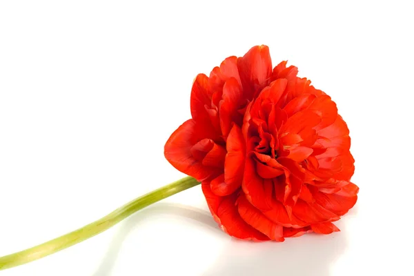 Flor de tulipa vermelha botão no branco — Fotografia de Stock