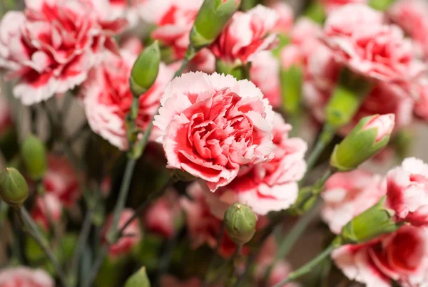 Mooie carnation bloemen of pinks — Stockfoto