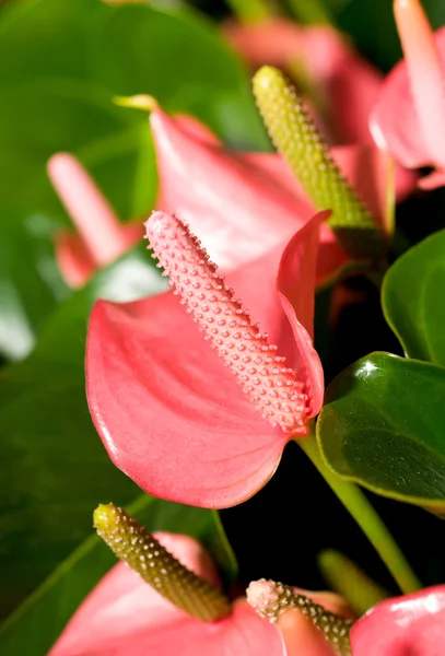 Närbild av vackra anturium blommor — Stockfoto