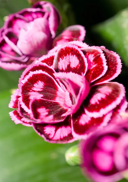 Close-up of carnation — Stock Photo, Image