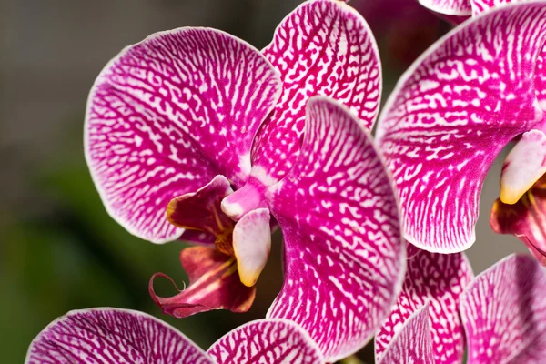 Szczelnie-do góry i cymbidium orchidea — Zdjęcie stockowe