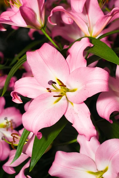 粉色百合的库肯霍夫公园的特写 — 图库照片