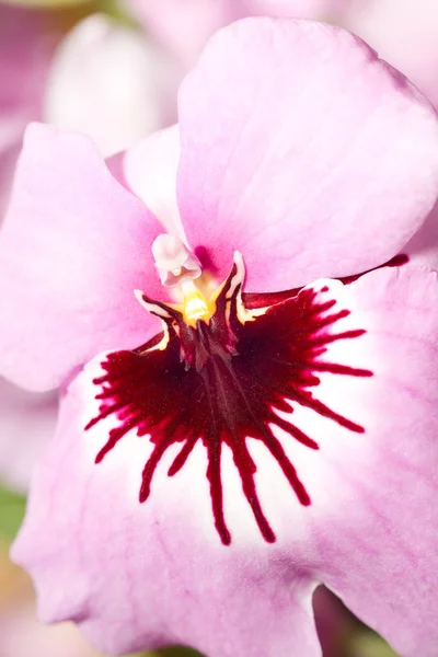 Close-up of pink orchid — Stock Photo, Image