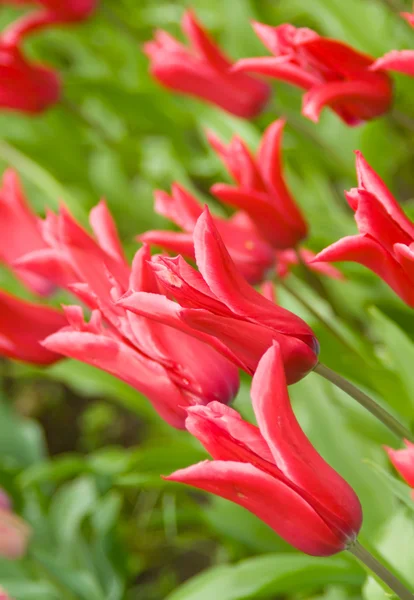 オランダの花。キューケンホフ公園で赤いチューリップ — ストック写真