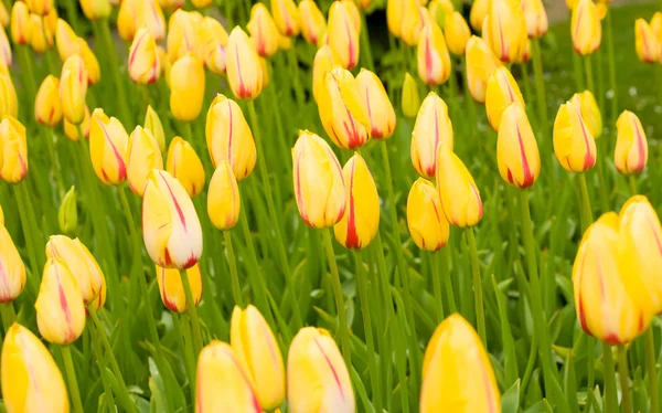 荷兰库肯霍夫公园里的黄色郁金香 — 图库照片