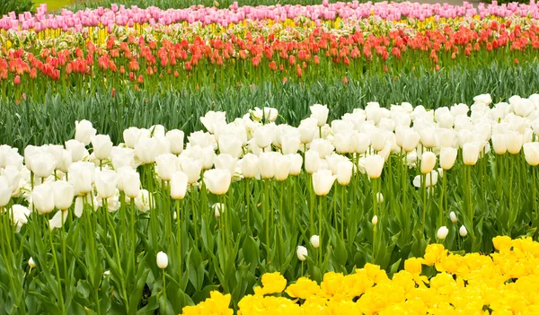 キューケンホフ公園でオランダのチューリップの花壇 — ストック写真