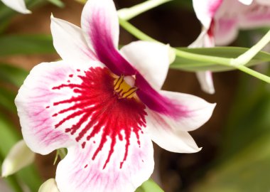 Close-up of cymbidium orchid blossom clipart