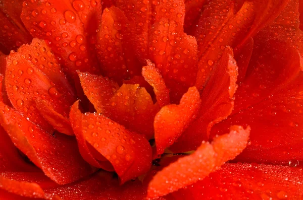 Primer plano de brote de tulipán rojo con gotitas de agua — Foto de Stock
