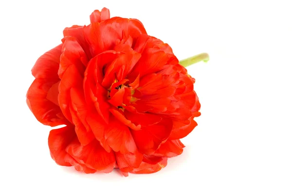 Nahaufnahme der roten Tulpenknospe — Stockfoto