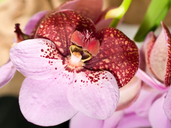 Cymbidum lub orchidea kwiat ogród keukenhof — Zdjęcie stockowe