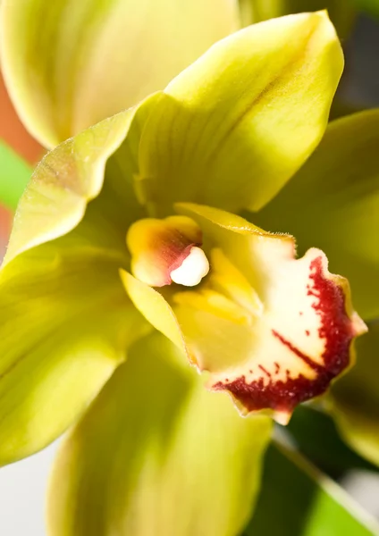 Cymbidium orchidea kwiat w parku keukenhof — Zdjęcie stockowe