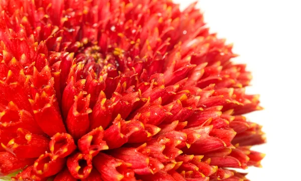 Blütenknospe der roten Dahlie — Stockfoto