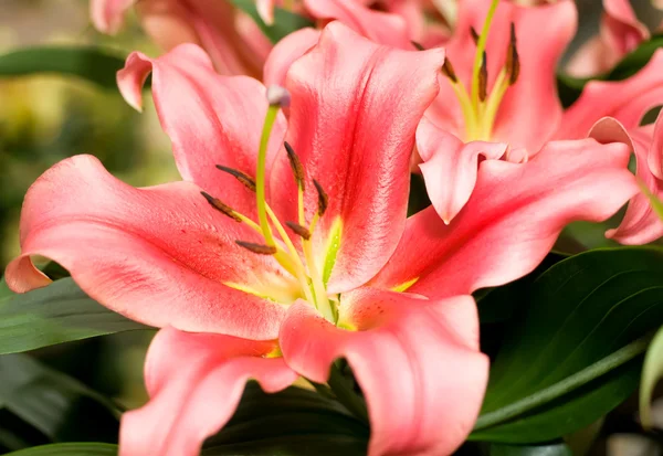 Lily flower bud från keukenhof — Stockfoto