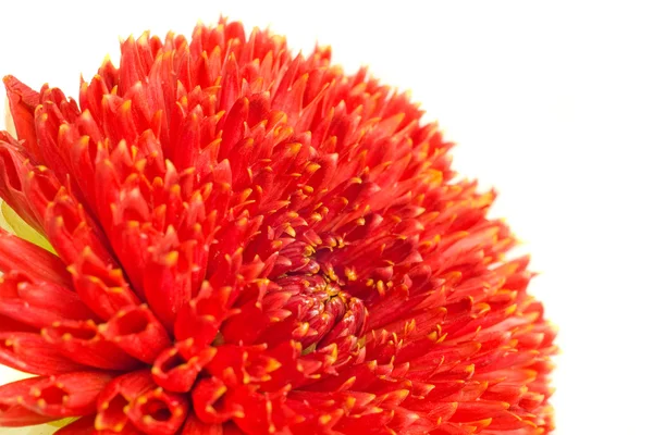 Macro van rode georgina bloem bud — Stockfoto