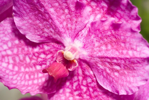 Orchidea kwiat w parku keukenhof — Zdjęcie stockowe