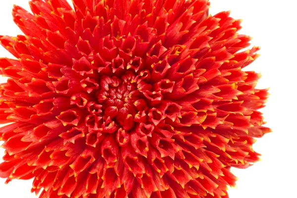 Röd georgina flower bud isolerade — Stockfoto