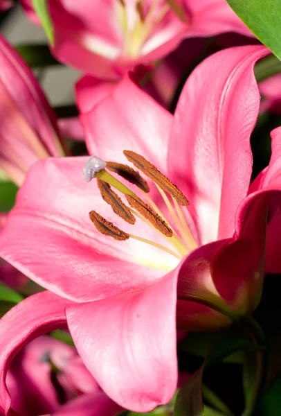 红百合花从库肯霍夫公园 — 图库照片