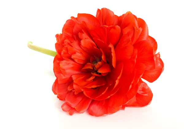 Červený Tulipán pupenu, samostatný — Stock fotografie