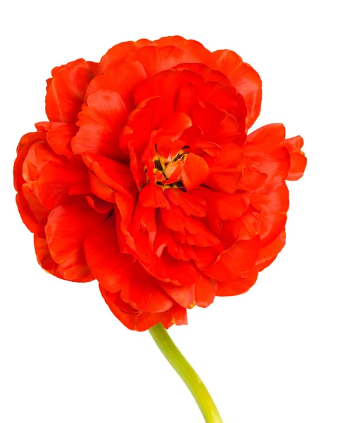 Der Frühling ist da. rote Tulpenknospe — Stockfoto