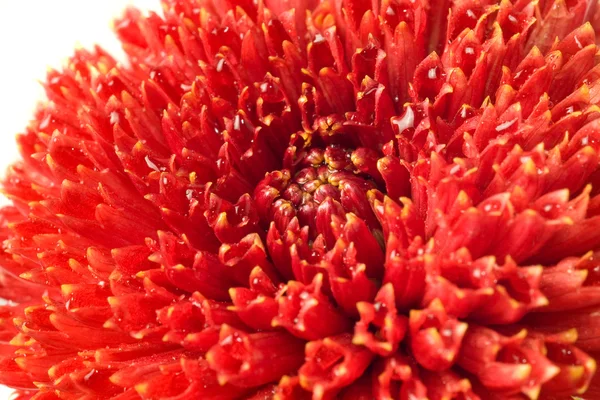 여름 시간입니다. 붉은 달리아 꽃 봉 오리 절연 — 스톡 사진