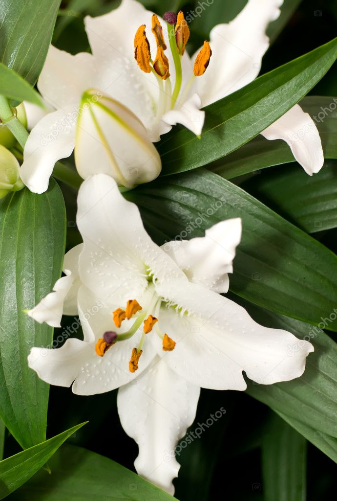 beautiful white lily flowers