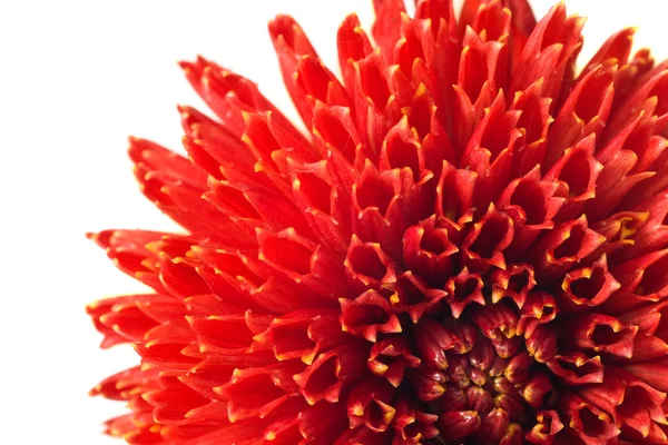 Rode georgina bloem bud — Stockfoto