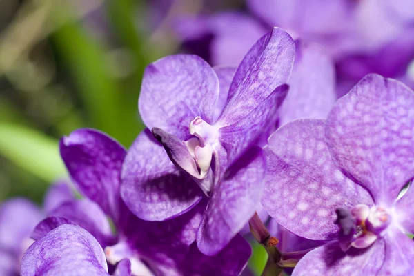 Detail Lila znáš orchideje — Stock fotografie
