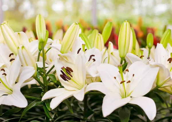 Close-up de flores de Lily de Keukenhof — Fotografia de Stock