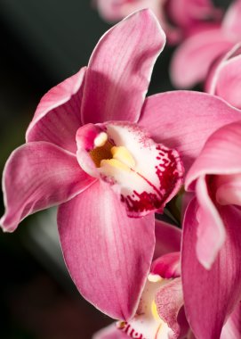 Pink Cymbidium or orchid flower bud clipart