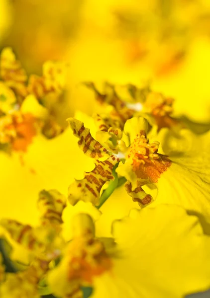 Close-up van bochtige orchid bloem — Stockfoto