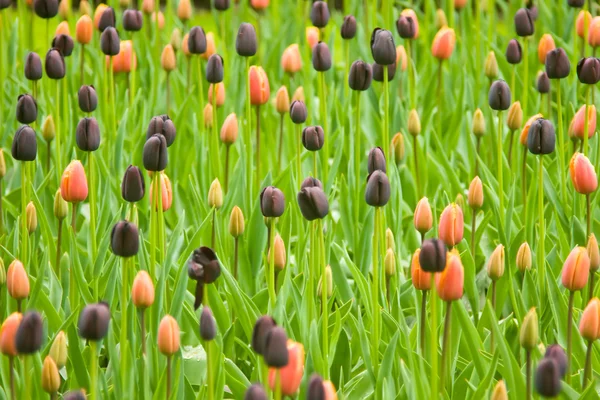 Hollandske farverige tulipaner i Keukenhof park - Stock-foto