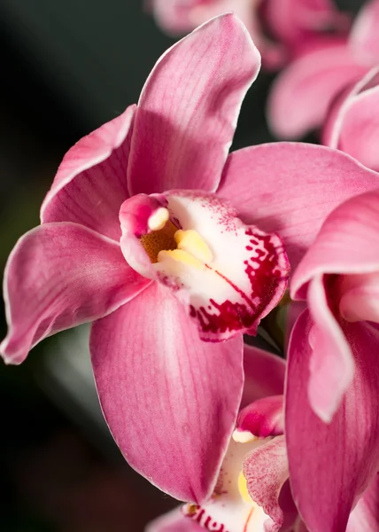 Różowy storczyk lub orchidea kwiat pąk — Zdjęcie stockowe